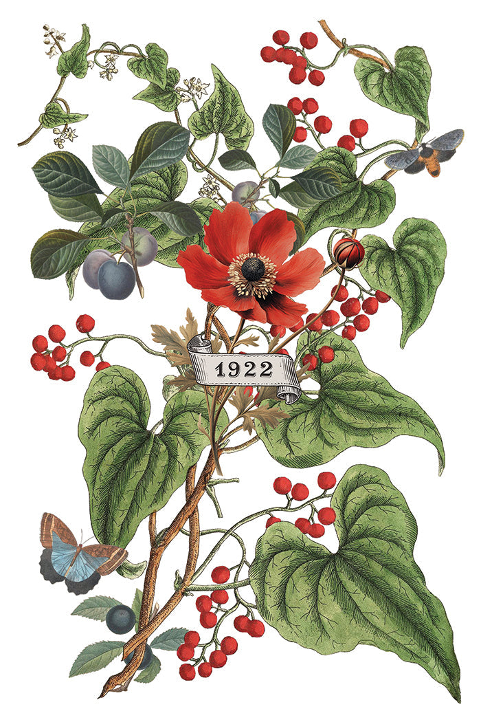 Clementine IOD Transfer 8x12 Pad™ -Iron Orchid Designs