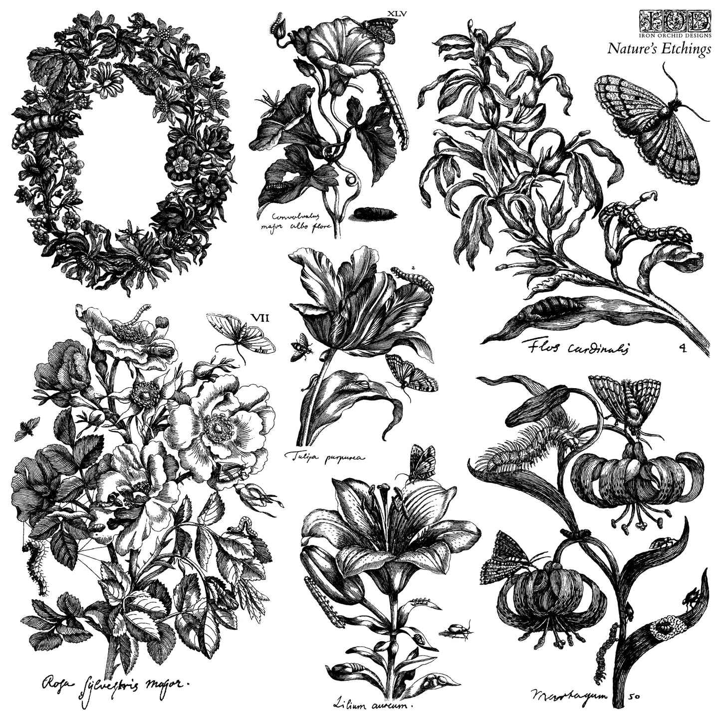 Nature's Etchings Stamp Set