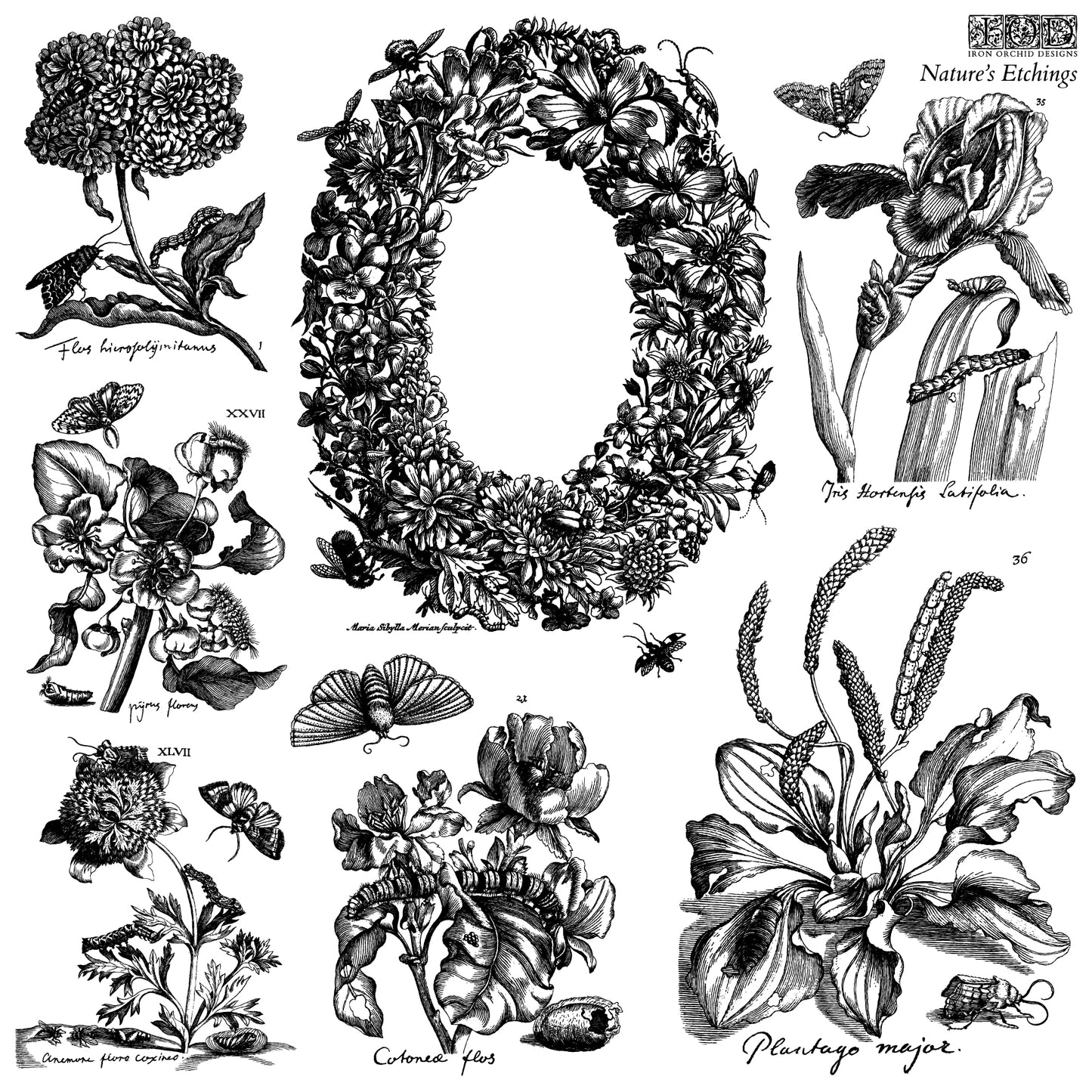 Nature's Etchings Stamp Set