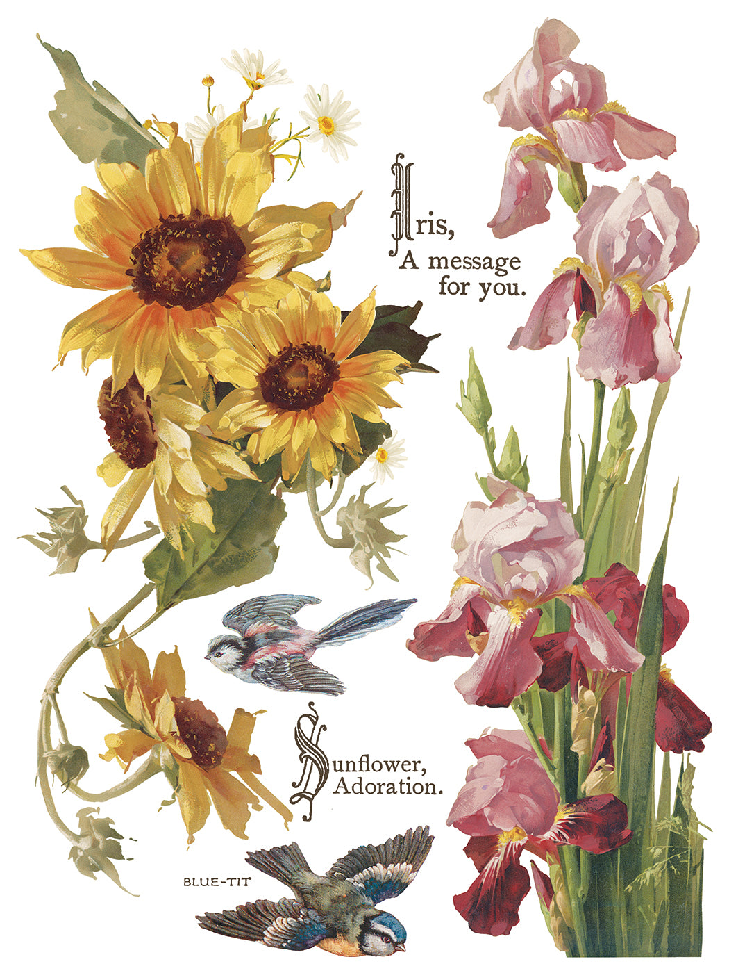 Flowers by the Poets Transfer