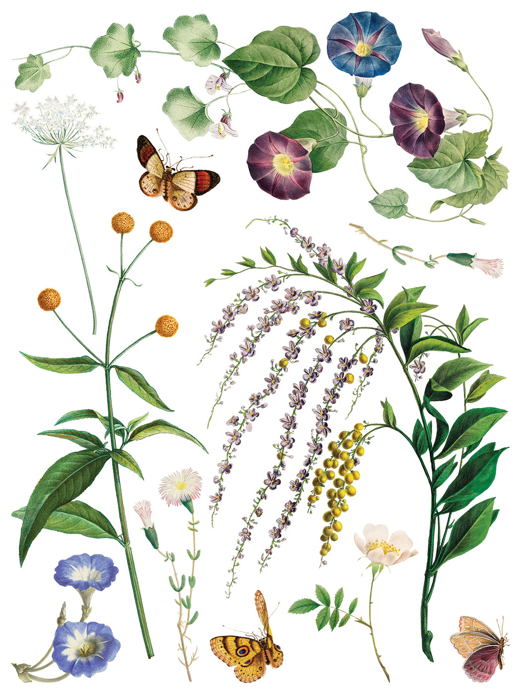 Marché des Fleurs Transfer